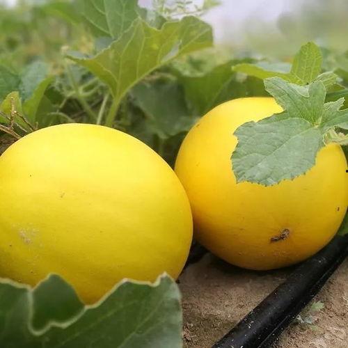 网红瓜最新事件爆料,揭秘娱乐圈最新惊天事件！